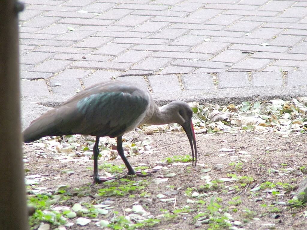 Hadeda Ibis at Skukuza Rest Camp in Kruger National Park, in South Africa