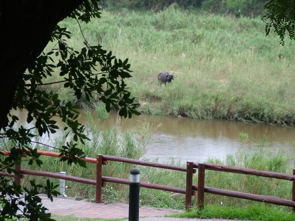 An image of a Cape buffalo along the river at skukuza rest camp in Kruger National Park, in South Africa. Photography by Frame To Frame - Bob and Jean.