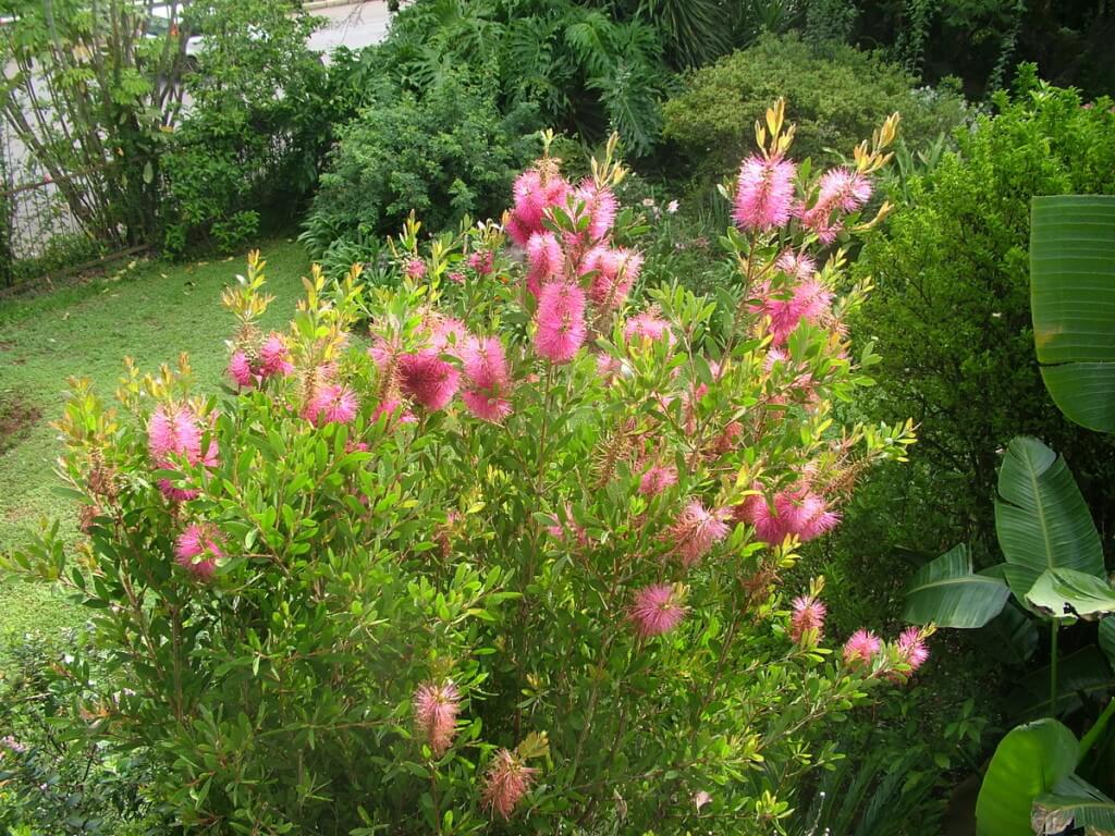 Weeping Bottlebrush - pink - at Valley View Lodge in Sabie, South Africa