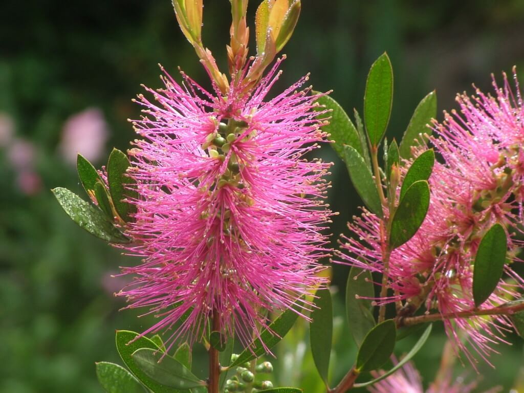 Weeping Bottlebrush - pink - at Valley View Lodge in Sabie, South Africa