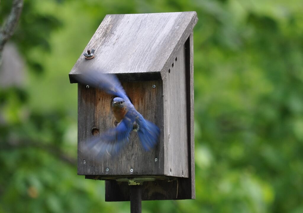 eastern bluebird male, oxtongue lake, ontario