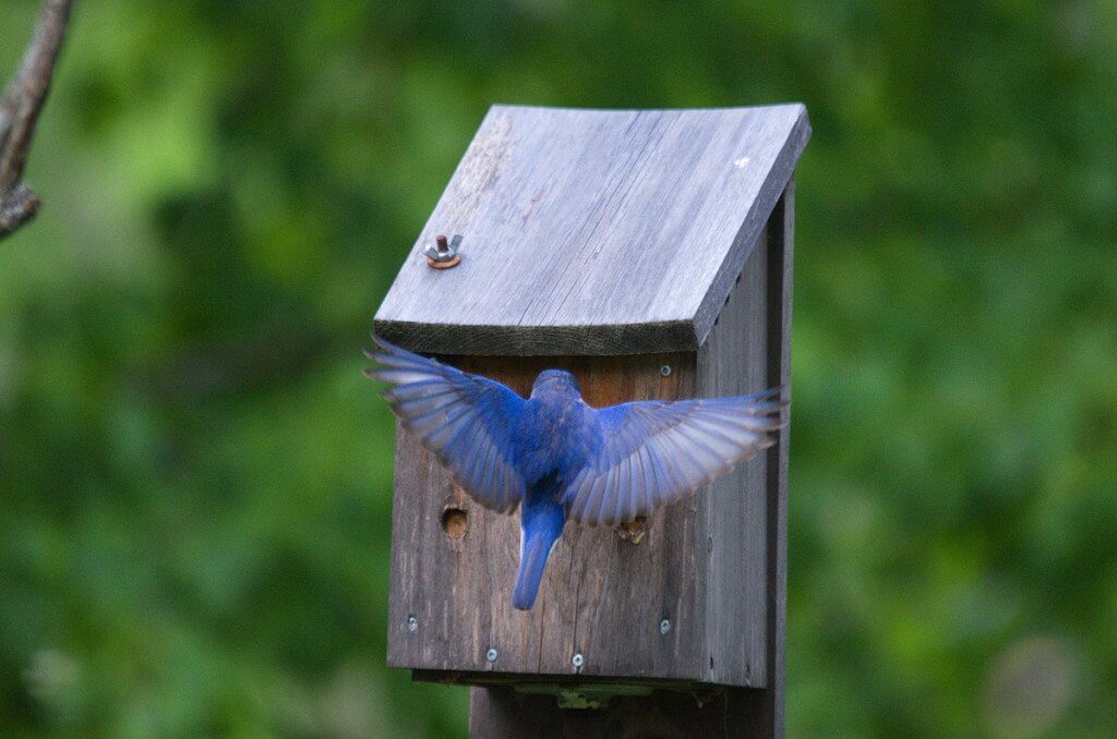 eastern bluebird male, oxtongue lake, ontario