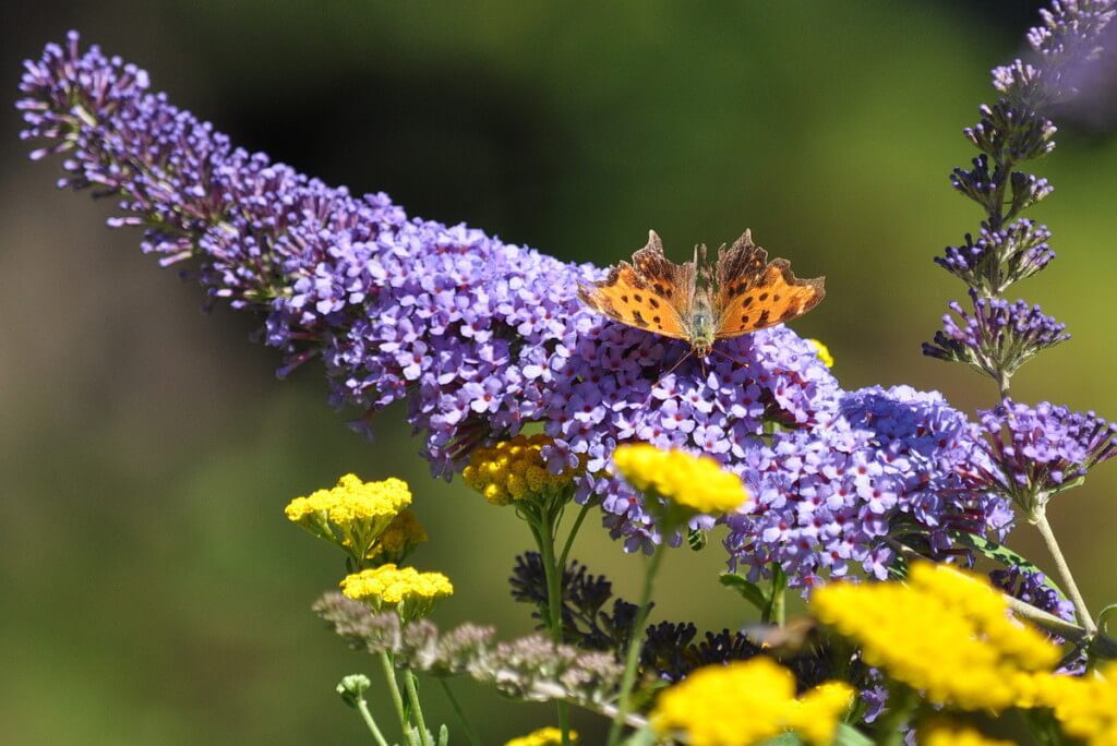 eastern comma butterfly, rosetta mcclain park, toronto, pic 1