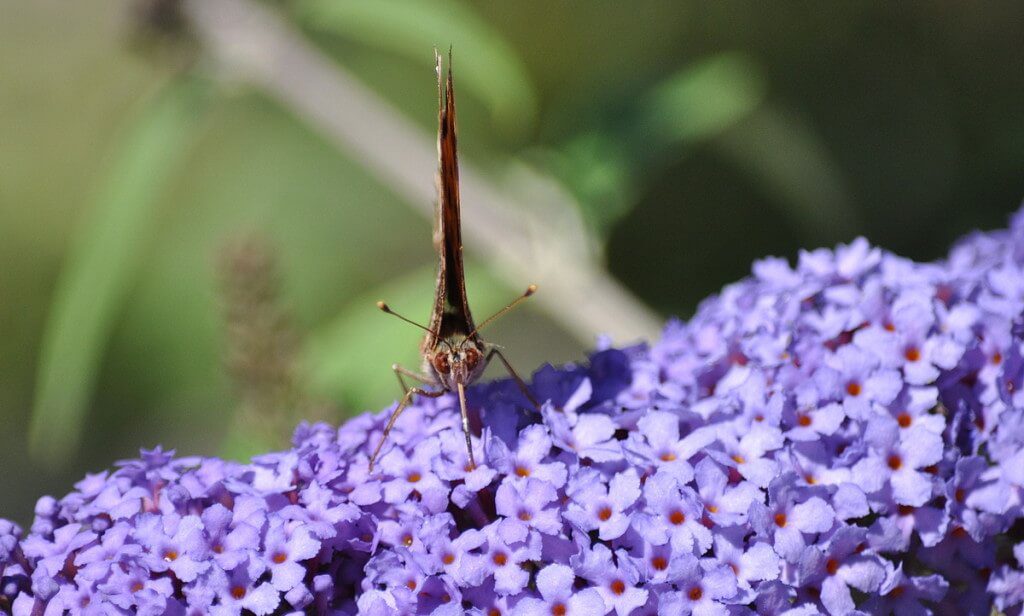 eastern comma butterfly, rosetta mcclain park, toronto, pic 10