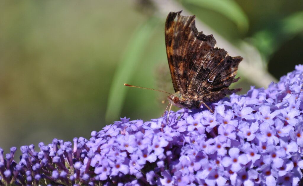 eastern comma butterfly, rosetta mcclain park, toronto, pic 11