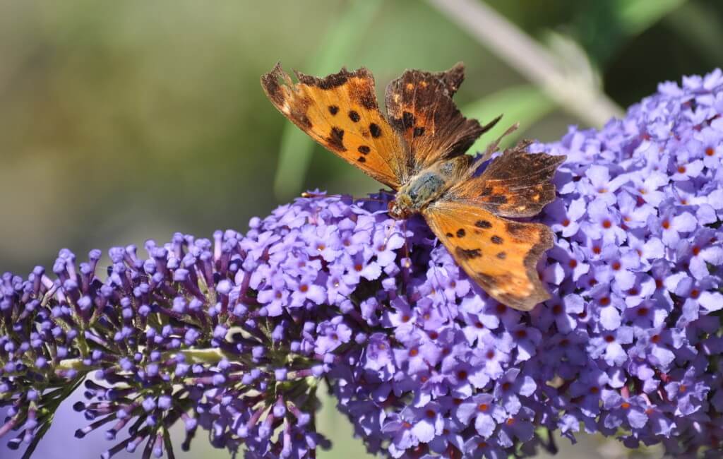 eastern comma butterfly, rosetta mcclain park, toronto, pic 12