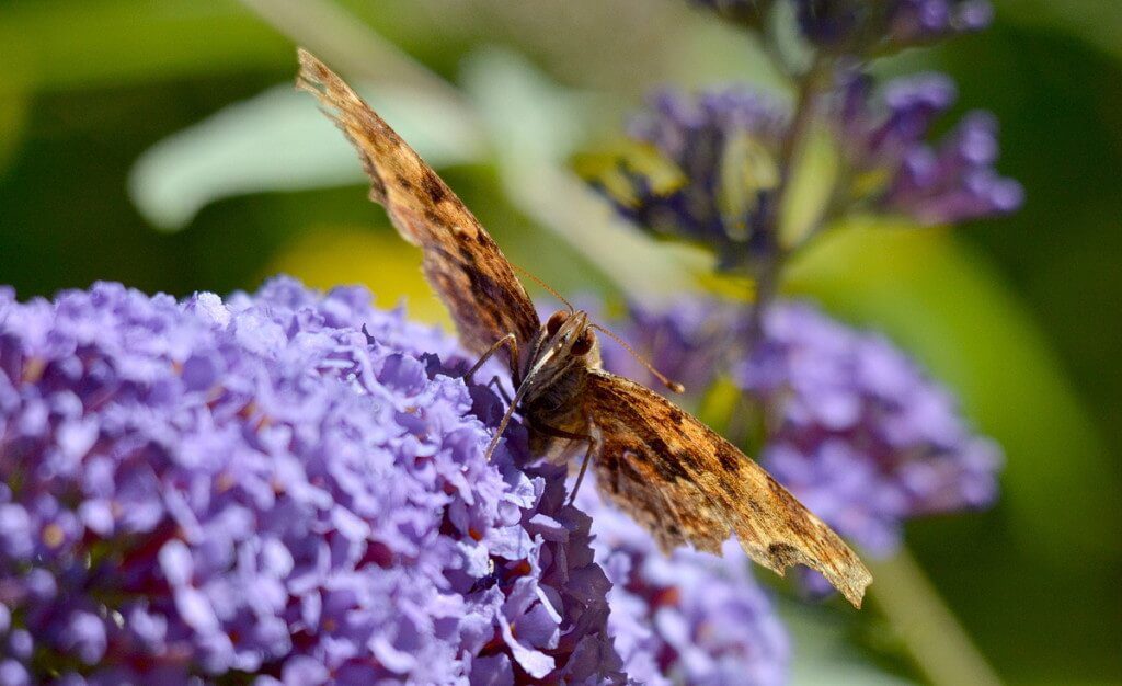 eastern comma butterfly, rosetta mcclain park, toronto, pic 15