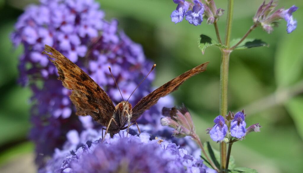 eastern comma butterfly, rosetta mcclain park, toronto, pic 17