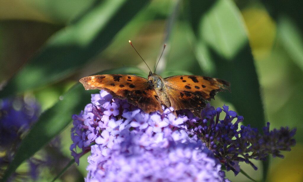 eastern comma butterfly, rosetta mcclain park, toronto, pic 2