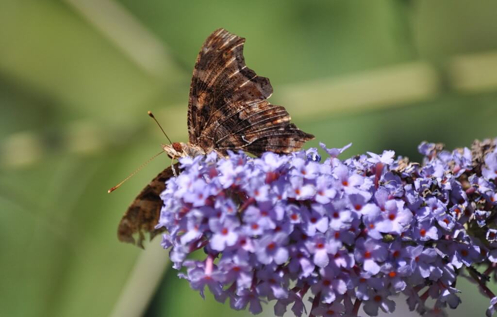 eastern comma butterfly, rosetta mcclain park, toronto, pic 3