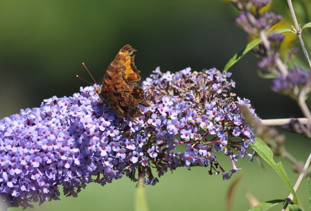 eastern comma butterfly, rosetta mcclain park, toronto, pic 5