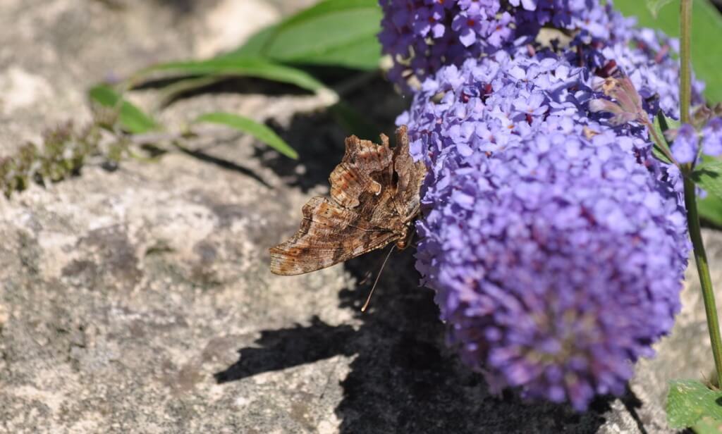 eastern comma butterfly, rosetta mcclain park, toronto, pic 8