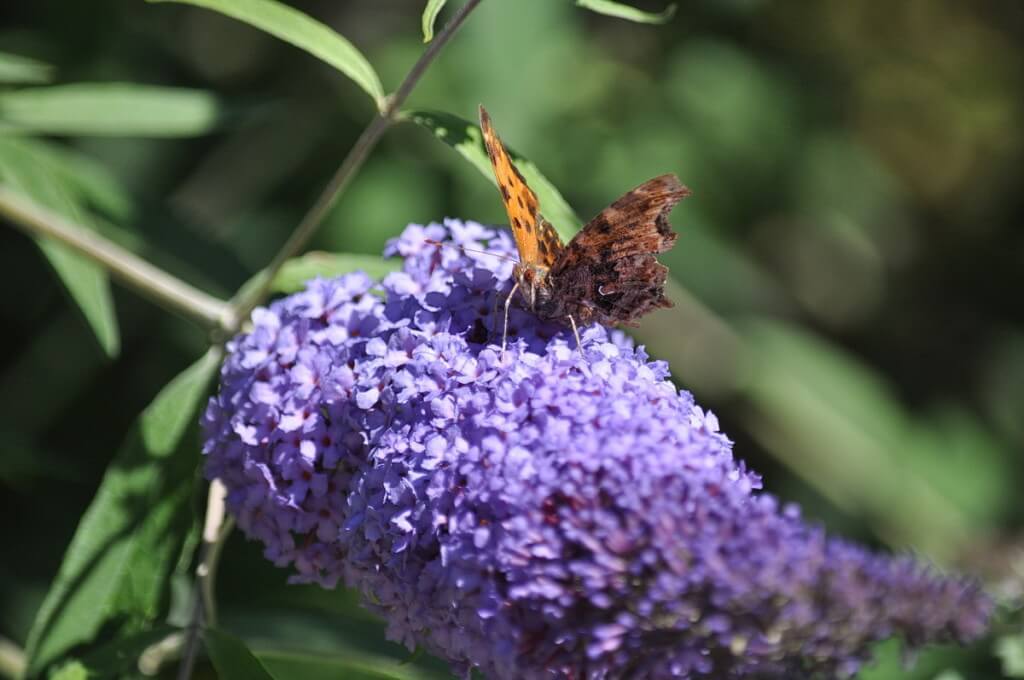 eastern comma butterfly, rosetta mcclain park, toronto, pic 9