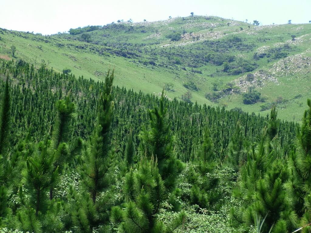 Pine tree forest near Sabie, South Africa