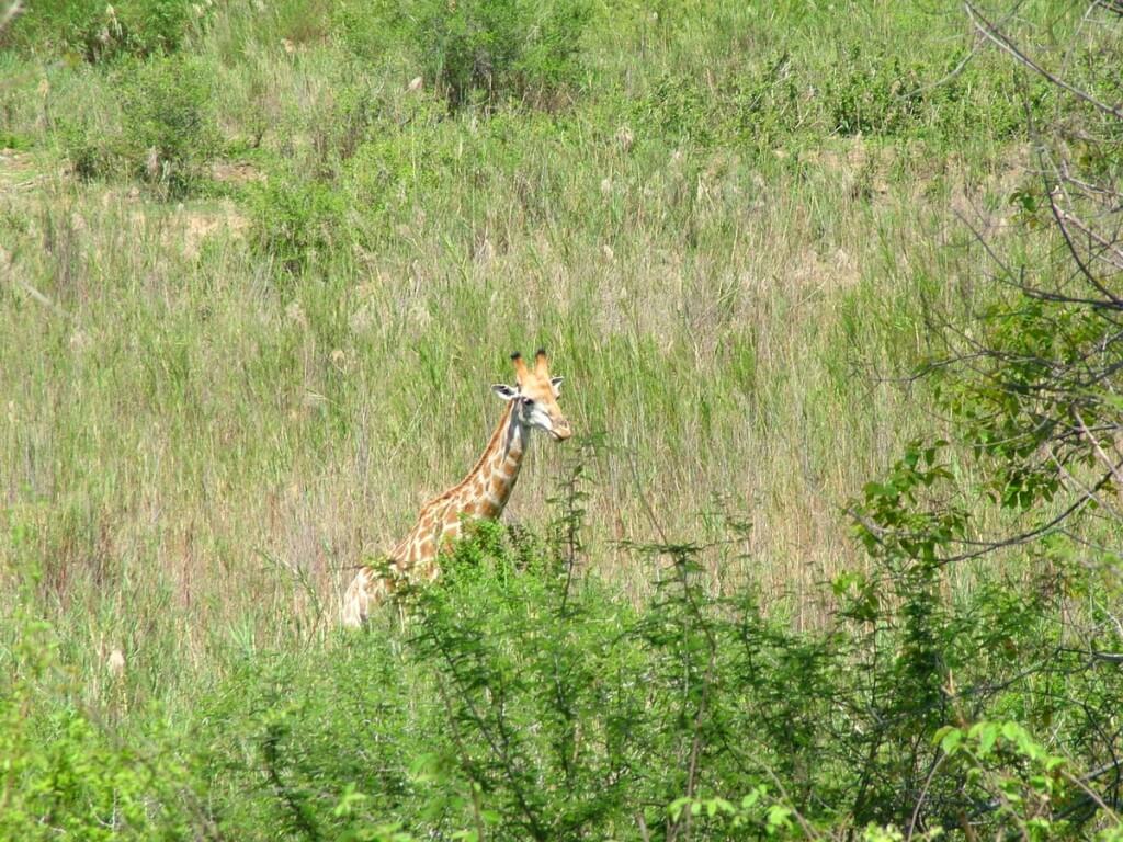 A giraffe in a meadow in Kruger National Park, South Africa