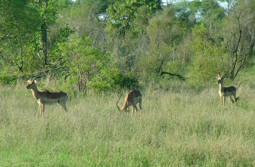 Impala in meadow in Kruger National Park in South Africa.