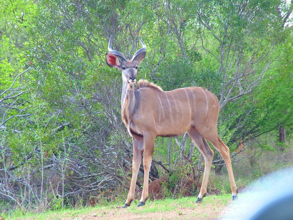 kudu, kruger national park, south africa