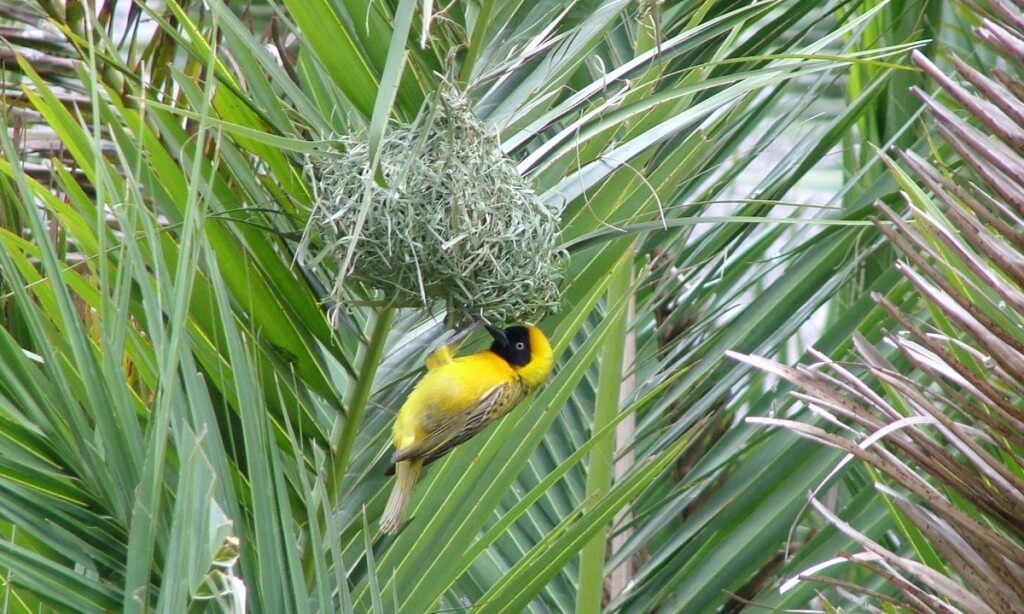 A image of a lesser-masked weaver bird builds a hanging nest in Skukuza Rest Camp in Kruger National Park, South Africa.