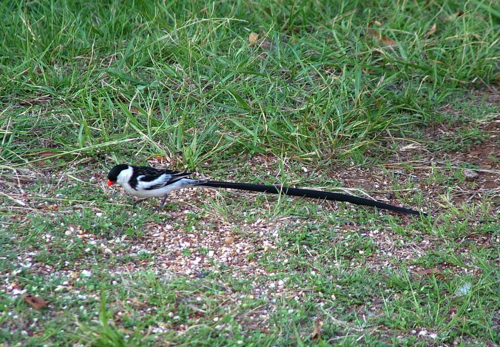Pin-tailed Whydah on the grass in Sabie, South Africa