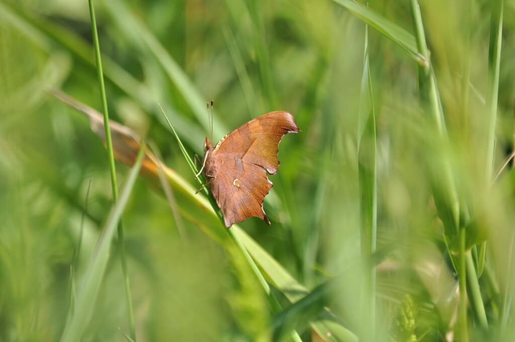 Question mark butterfly sitting on a blade of grass at Rouge National Park