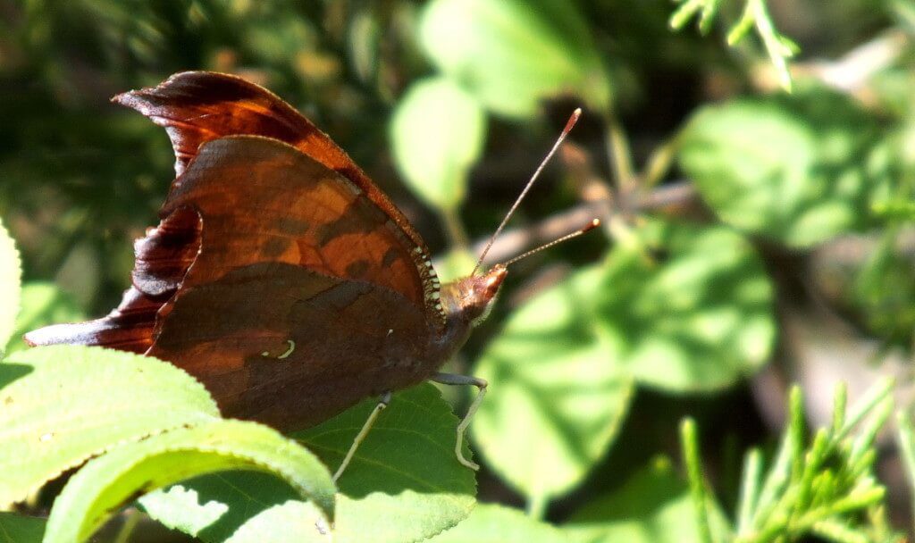 Closeup of a Question mark butterfly at Rouge National Park, Toronto, Ontario