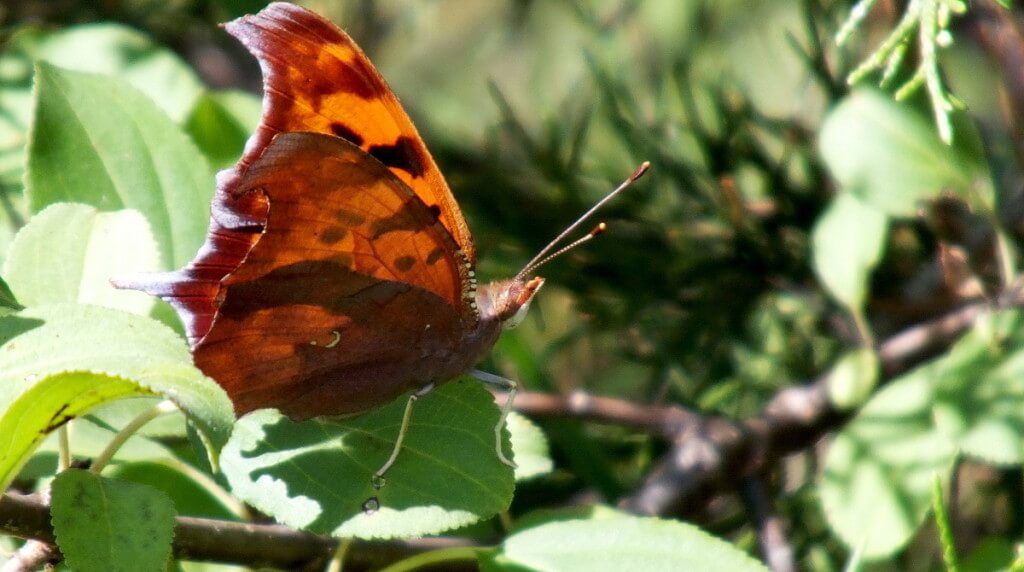 Question mark butterfly on a plant at Rouge National Park, Toronto, Ontario