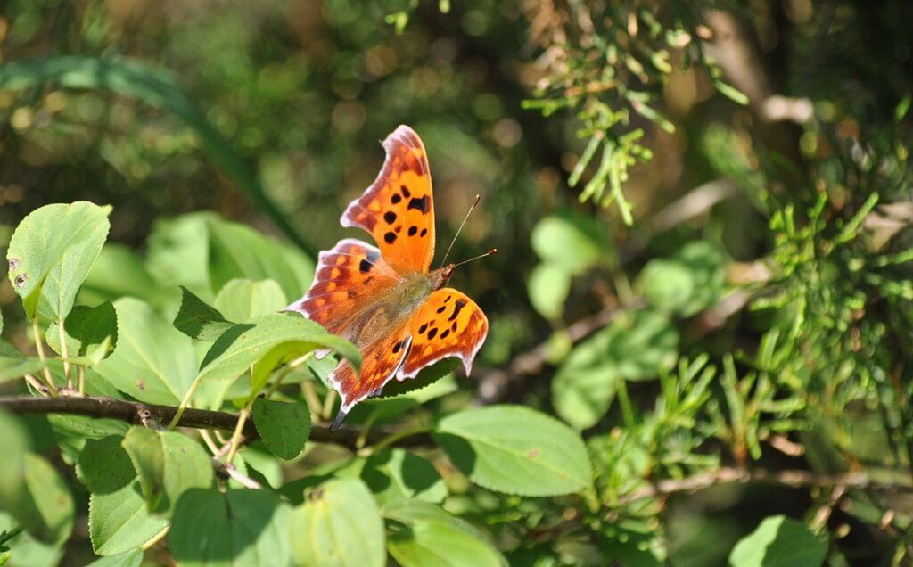Question mark butterfly with its wings open at Rouge National Park
