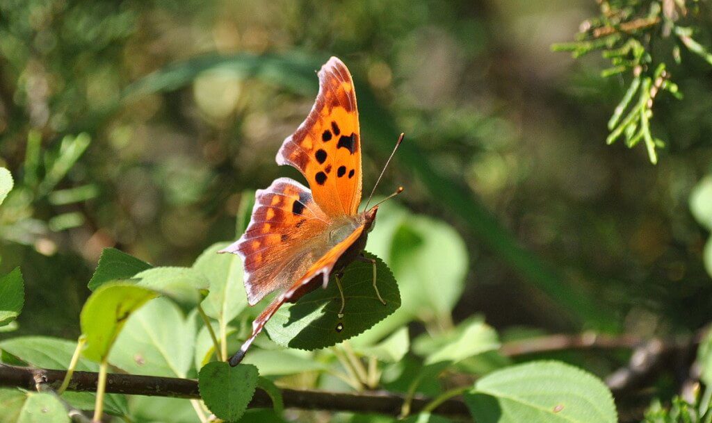 Question mark butterfly siting on a plant at Rouge National Park, Toronto, Ontario