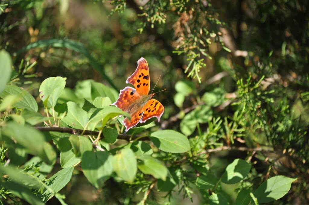 Question mark butterfly along the Cedar Trail at Rouge National Park, Toronto, Ontario
