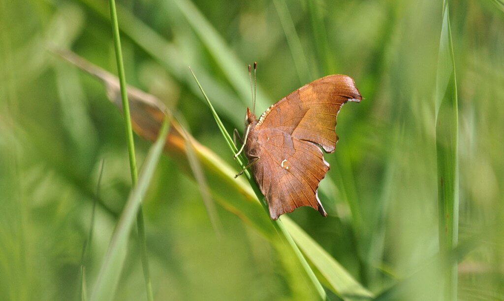 Question mark butterfly along the Cedar Trail at Rouge National Park, Toronto, Ontario