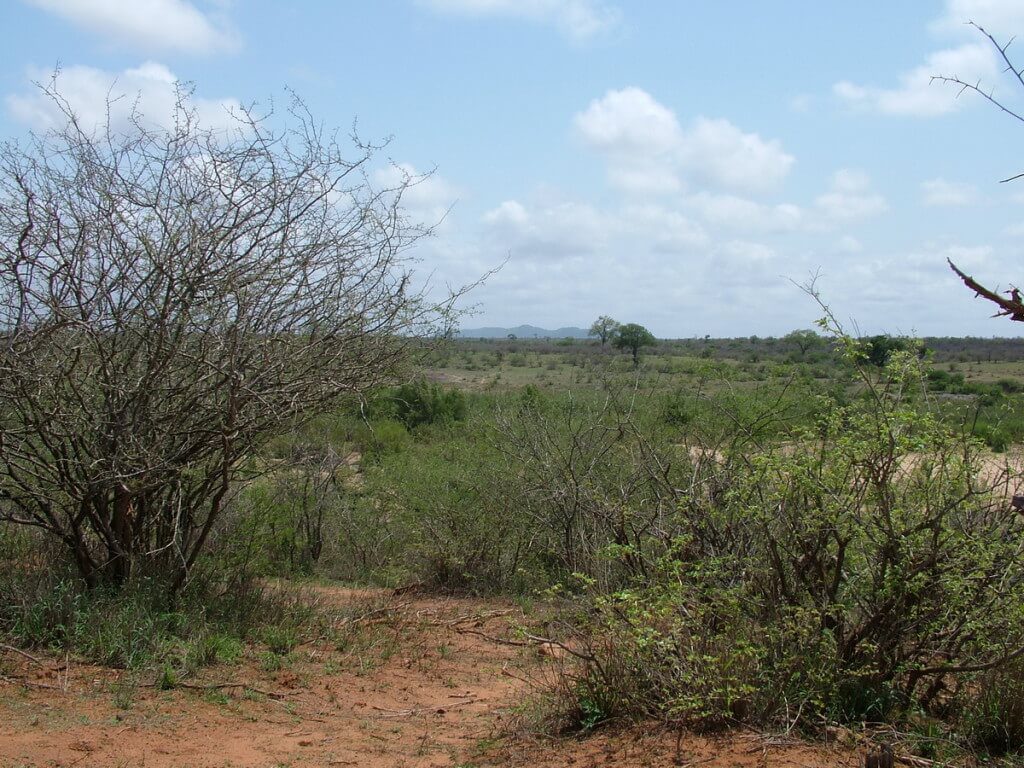 Savanna countryside inside Kruger National Park, South Africa