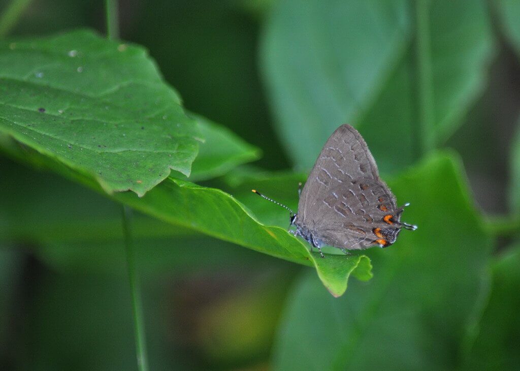 Striped Hairstreak Butterfly sitting on a plant near Huntsville, Ontario, Canada.