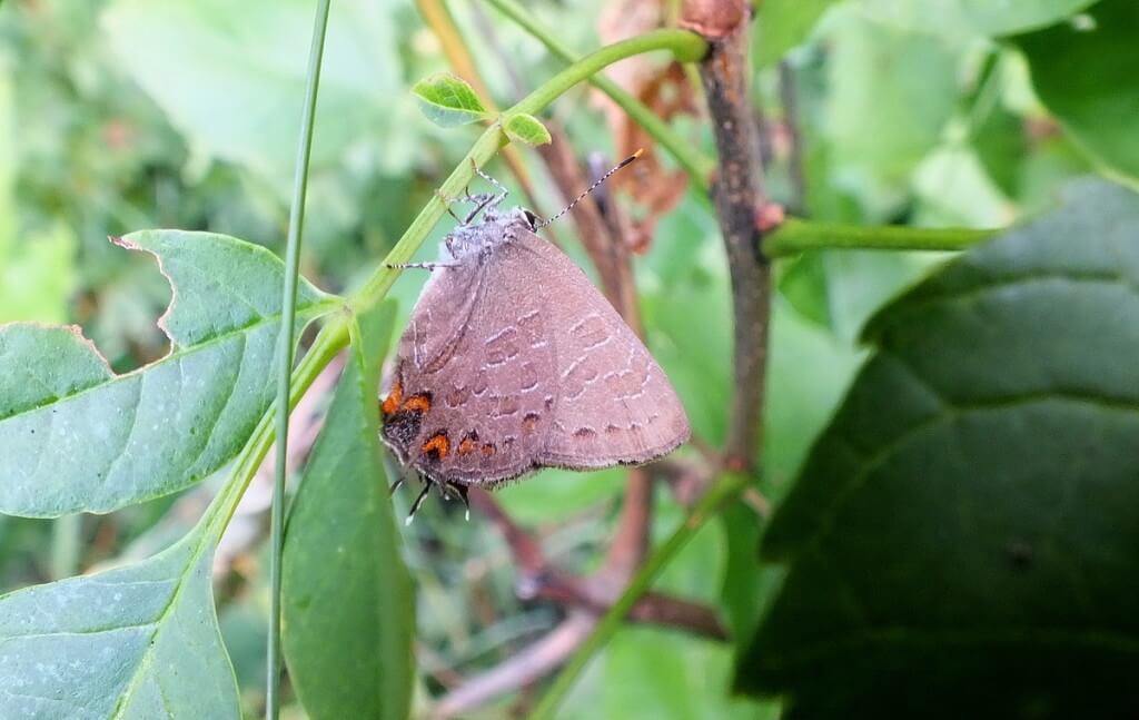 Striped Hairstreak Butterfly on the stem of a plant near Huntsville, Ontario, Canada.