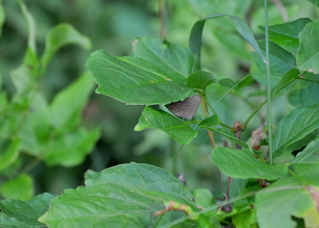 Striped Hairstreak Butterfly near Huntsville, Ontario, Canada.
