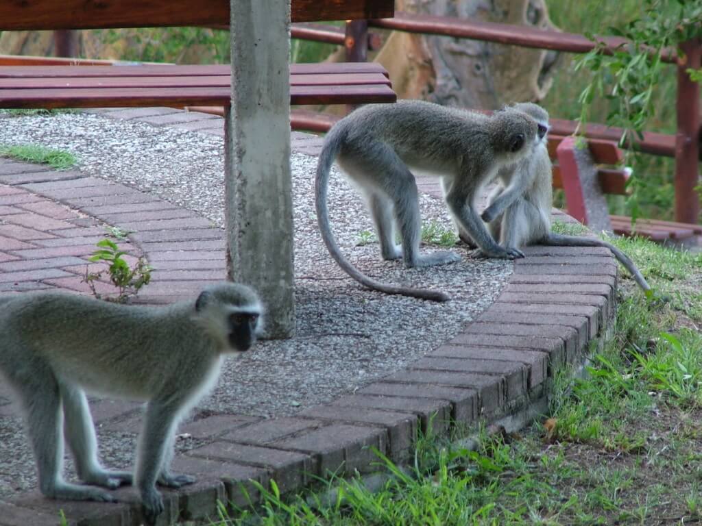 Vervet monkeys at Skukuza Rest Camp in Kruger National Park, in South Africa