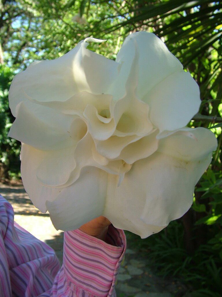 Angel's Trumpet flower at Valley View Lodge in Sabie, South Africa