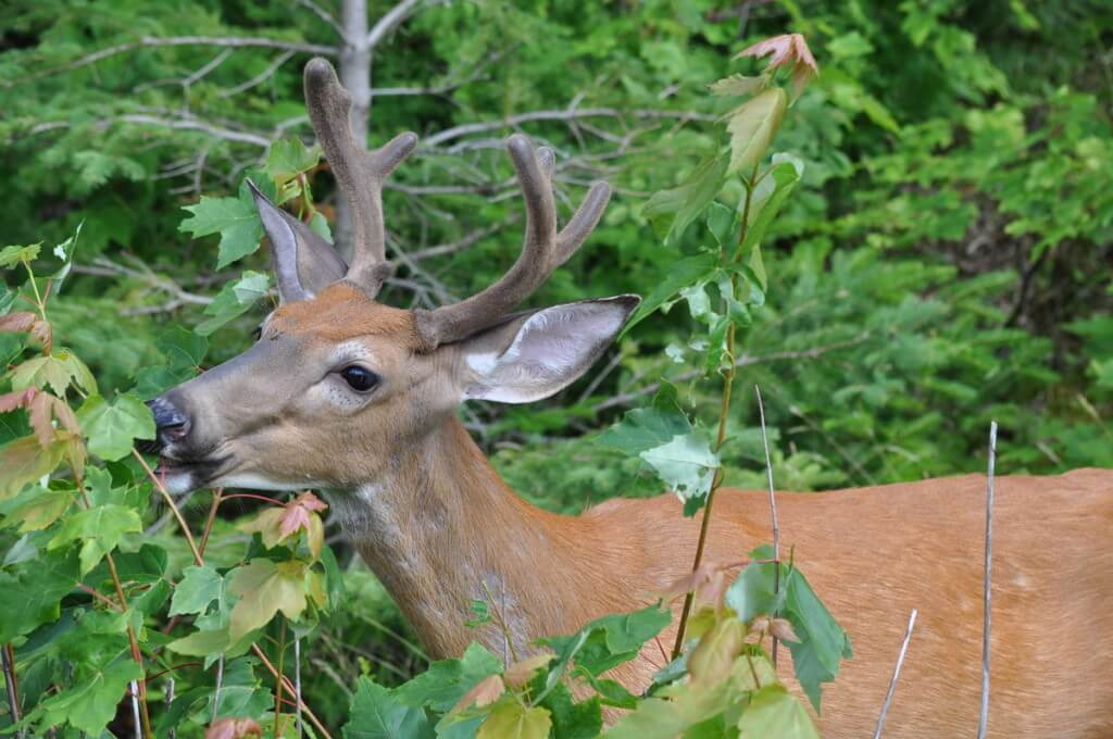 White-tailed deer eating leaves in Algonquin Park, Ontario, Canada