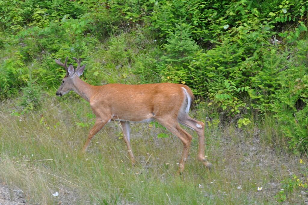 White-tailed deer in meadow in Algonquin Park, Ontario, Canada