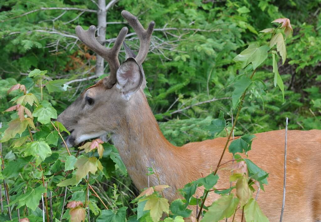 White-tailed deer eating leaves in Algonquin Park, Ontario, Canada