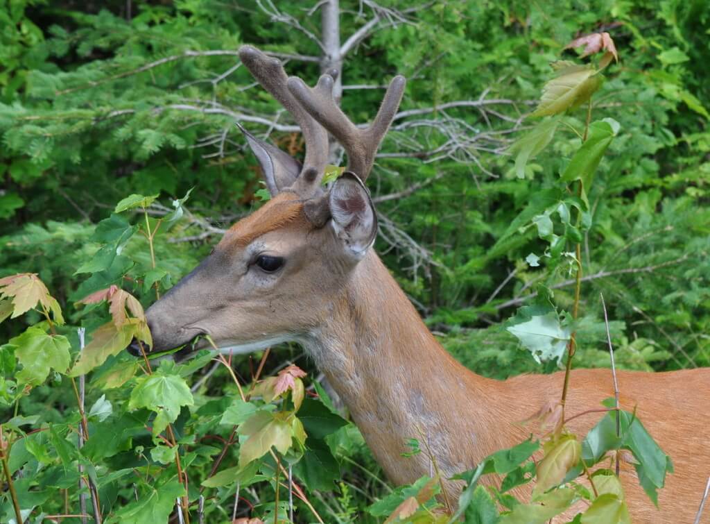 White-tailed deer eats leaves in Algonquin Park, Ontario, Canada