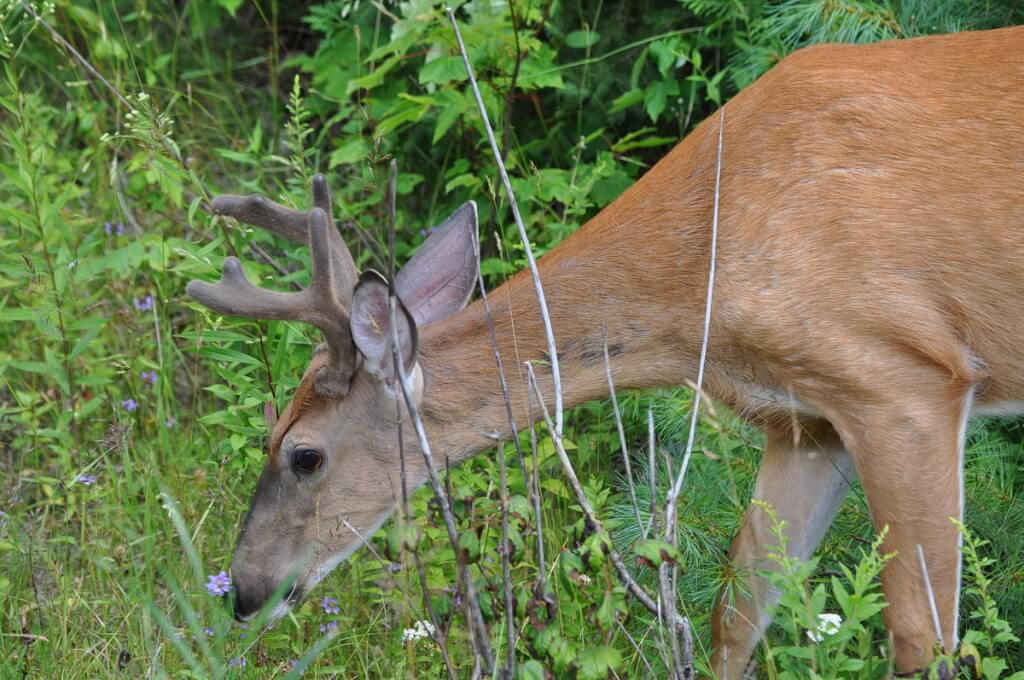 White-tailed deer eats wild grass in Algonquin Park, Ontario, Canada