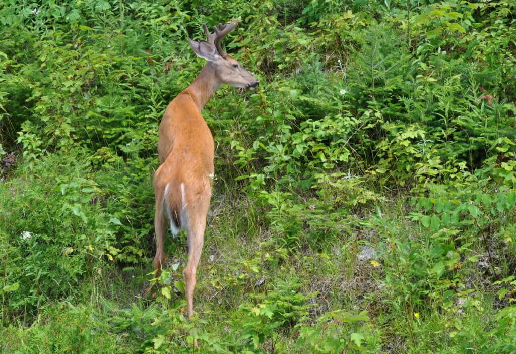 White-tailed deer walking in meadow in Algonquin Park, Ontario, Canada