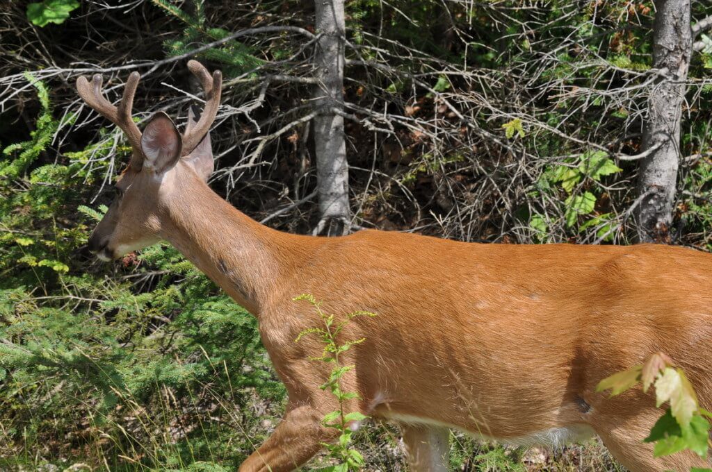 white-tailed deer, buck, algonquin park, ontario, pic 9
