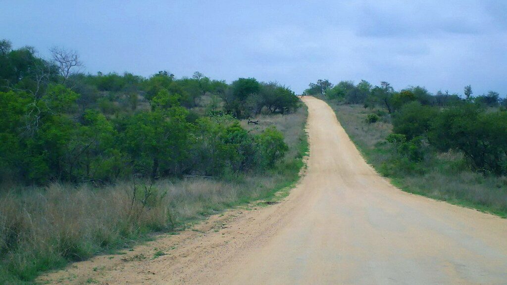 An image of a dirt road through the savannah in Kruger National Park in South Africa.