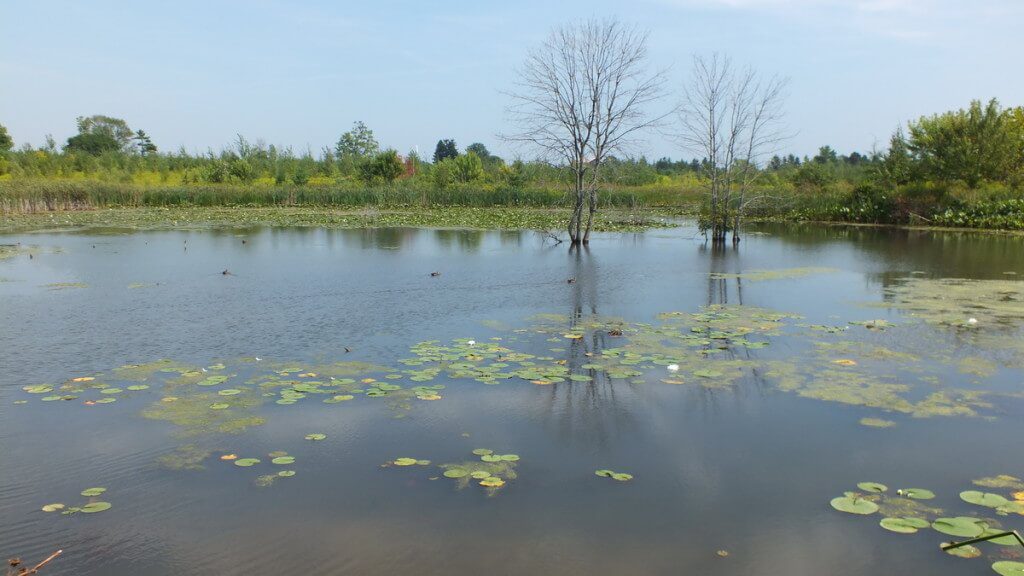 South Reesor Pond in northeast Toronto, Ontario, Canada