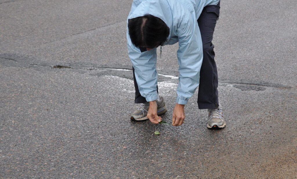 Jean picks up a Modest Sphinx Moth Caterpillar on road at Oxtongue Lake, in Ontario, Canada