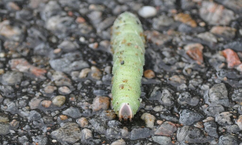 Modest Sphinx Moth Caterpillar on road at Oxtongue Lake, in Ontario, Canada