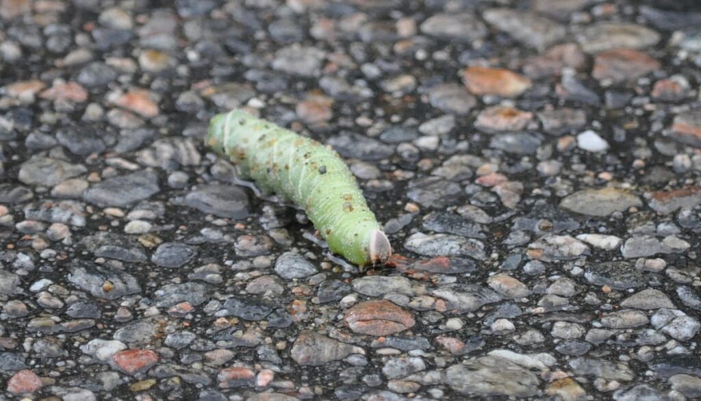 Modest Sphinx Moth Caterpillar on paved roadway at Oxtongue Lake, in Ontario, Canada