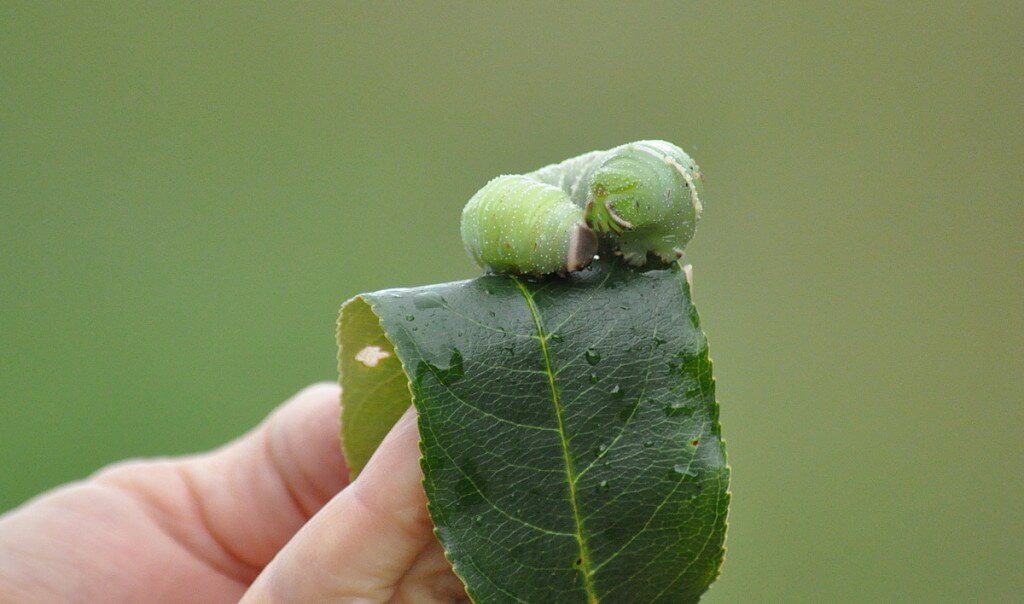 Modest Sphinx Moth Caterpillar at Oxtongue Lake, in Ontario, Canada
