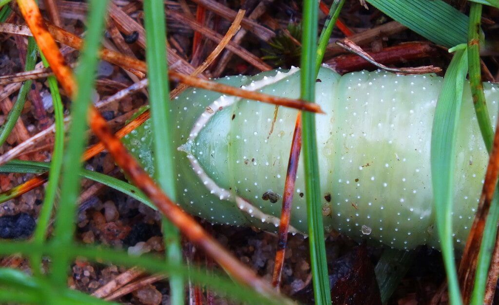 Close up of a Modest Sphinx Moth Caterpillar among grass at Oxtongue Lake, Ontario, Canada
